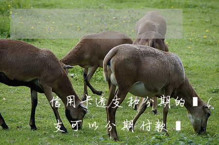 信用卡透支和分期的區(qū)別(信用卡透支可以分期付款嗎)