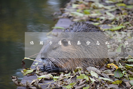 信用卡透支基金怎么選(信用卡買基金靠譜嗎)