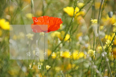 信用卡透支多少天不用利息(透支卡透支有利息嗎)