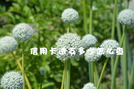 信用卡透支多少怎么查