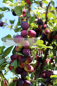 信用卡透支多少會(huì)被拘留