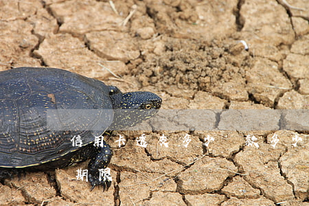 信用卡透支多少還款多少天(透支卡幾天還款期限)