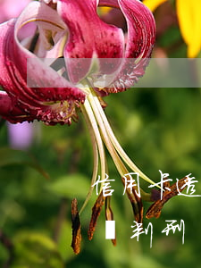信用卡透支多少錢判刑視頻(欠信用卡多少錢夠判刑)