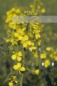 信用卡透支多沒有逾期(透支卡逾期5天會怎么樣對征信有影響)