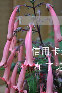 信用卡透支家人還款知乎(信用卡透支后人不在了還用償還嗎)