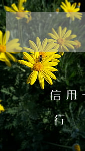 信用卡透支屬于什么案件(什么是信用卡透支行為)