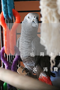 信用卡透支屬于什么消費(信用卡透支屬于什么消費)