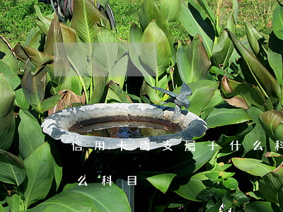 信用卡透支屬于什么科目(信用卡支付屬于什么科目)