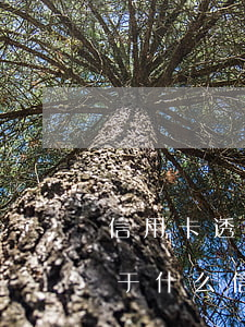 信用卡透支屬于那種信用(利用信用卡透支屬于什么信用)