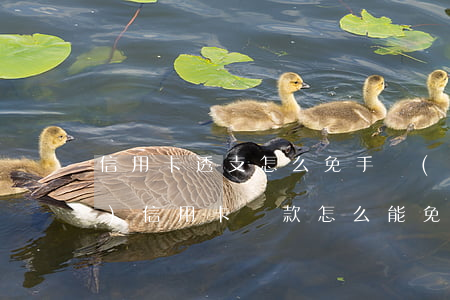 信用卡透支怎么免手續(xù)費(fèi)(信用卡還款怎么能免手續(xù)費(fèi))