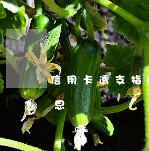 信用卡透支指的是本金嗎(信用卡透支是啥意思)