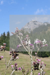 信用卡透支支付寶上征信嗎(支付寶上上征信嗎)
