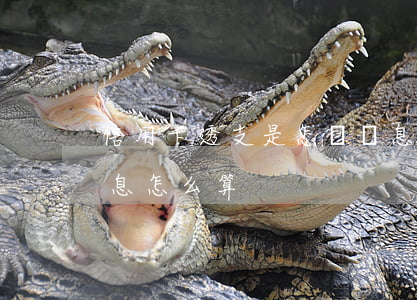 信用卡透支是怎樣計息的(銀行信用卡透支利息怎么算)