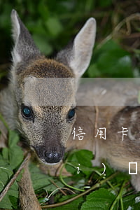 信用卡透支會(huì)慢慢加回來(lái)嗎(為什么信用卡可以透支)