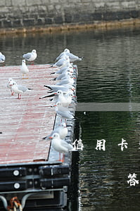 信用卡透支案民事答辯書(shū)(信用卡糾紛答辯狀范文)