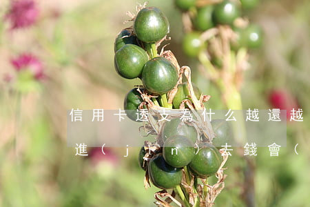 信用卡透支為什么越還越多(為什么信用卡還進(jìn)去錢會(huì)變少)