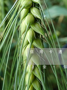 信用卡透支無力償還儲蓄卡有現(xiàn)金-信用卡透支無力償還儲蓄卡有現(xiàn)金嗎