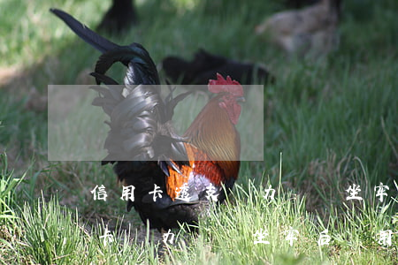 信用卡透支無力償還坐牢還用還嗎-欠信用卡無力償還坐牢后還用還嗎