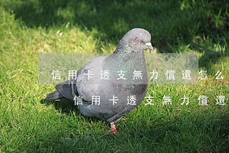 信用卡透支無力償還怎么申請延長還款時間-信用卡透支無力償還怎么申請延長還款時間呢