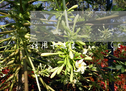 信用卡透支無遺產(chǎn)的將怎樣
