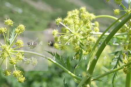 信用卡透支用途調(diào)查報(bào)告(銀行信用卡透支)