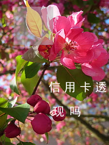 信用卡透支的可以提现吗(信用卡可以透支取现吗)