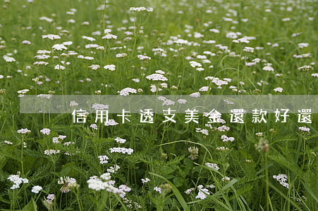 信用卡透支美金還款好還嗎(信用卡外幣還款)
