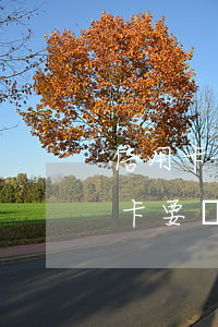 信用卡透支能辦結(jié)婚證嗎(辦信用卡要結(jié)婚證干嘛)