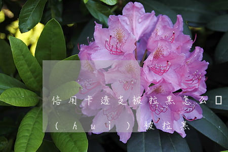 信用卡透支被拉黑怎么辦(信用卡欠款多少會(huì)被拉黑)