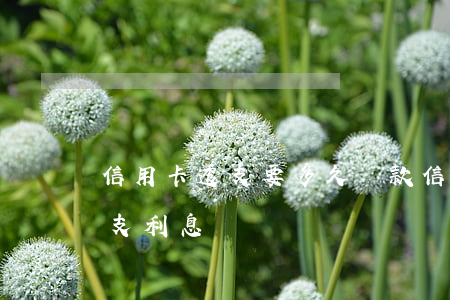 信用卡透支要多久還款(信用卡還完了還有透支利息)