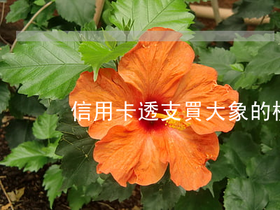 信用卡透支買大象的梗