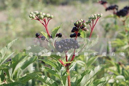 信用卡透支逾期不還后果會怎樣(透支卡逾期還不上怎么辦)