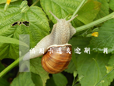 信用卡透支逾期兩月