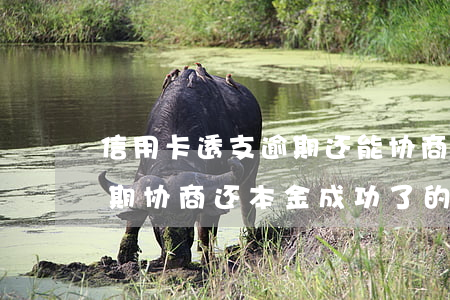 信用卡透支逾期还能协商吗(有没有信用卡逾期协商还本金成功了的)