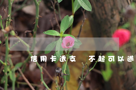 信用卡透支還不起可以逃嗎(透支了信用卡)