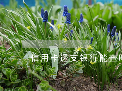 信用卡透支银行能查吗(信用卡透支查询)