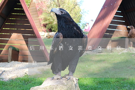 信用卡透支需要交利息嗎(信用卡借款需要利息嗎)