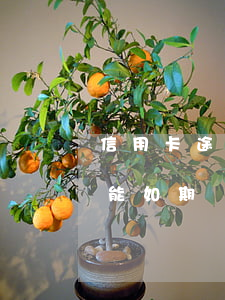 信用卡途期不還會(huì)怎樣(信用卡不能如期還會(huì)怎樣)