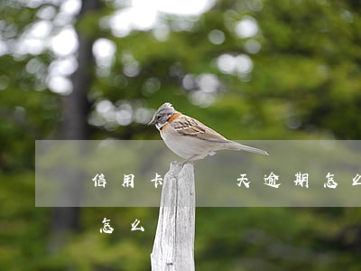 信用卡這幾天逾期怎么辦(信用卡這幾天逾期怎么辦)