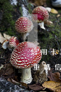 信用卡連續(xù)五次逾期嚴(yán)重嗎(信用卡連續(xù)五次逾期嚴(yán)重嗎)