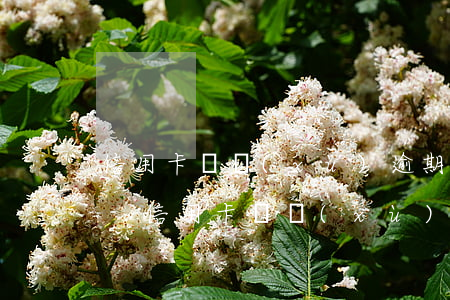 信用卡連續(xù)逾期9個月有哪些影響-信用卡連續(xù)逾期9個月有哪些影響呢