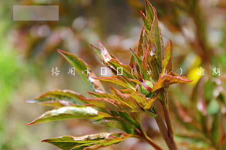 信用卡連續(xù)逾期七個(gè)月6