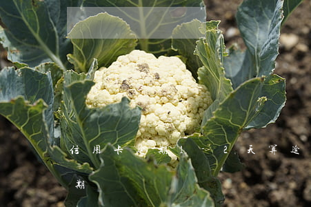 信用卡逾期1-2天算逾期(信用卡2天算逾期嗎)