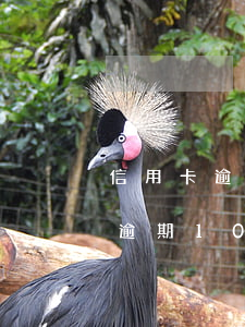 信用卡逾期10000元要坐牢嗎-信用卡逾期10000元要坐牢嗎多久