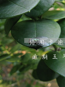 信用卡逾期1000元5年了(一萬元信用卡逾期五年)