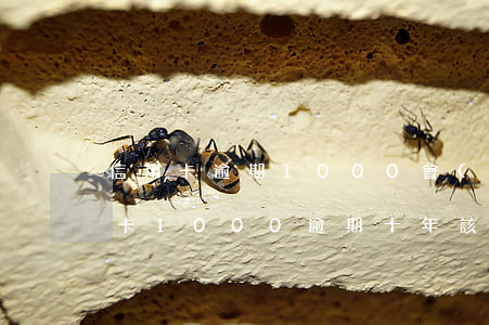 信用卡逾期1000會(huì)怎樣(信用卡1000逾期十年該還多少)