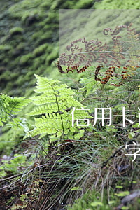 信用卡逾期1069發(fā)短信沒有退訂兩字-信用卡逾期1069發(fā)短信沒有退訂兩字是真的嗎