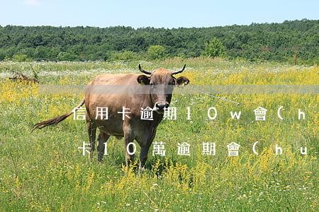 信用卡逾期10w會(huì)起訴嗎(信用卡10萬逾期會(huì)坐牢嗎)