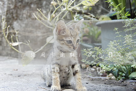 信用卡逾期10元錢免于起訴(信用卡逾期10元錢免于起訴)