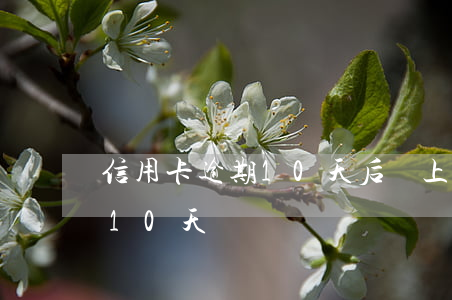 信用卡逾期10天后還上(忘記還信用卡逾期10天)